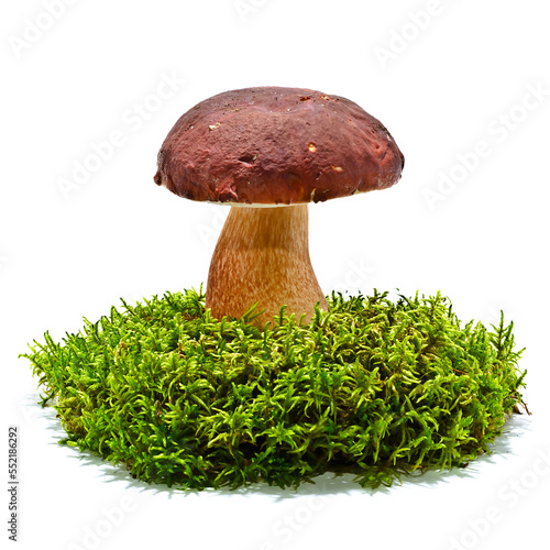 Boletus edulis mushroom on moss isolated