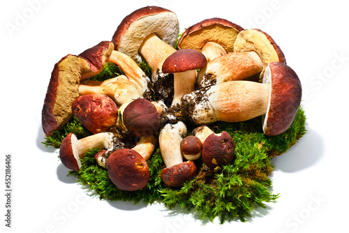 Boletus edulis mushrooms on moss isolated photo