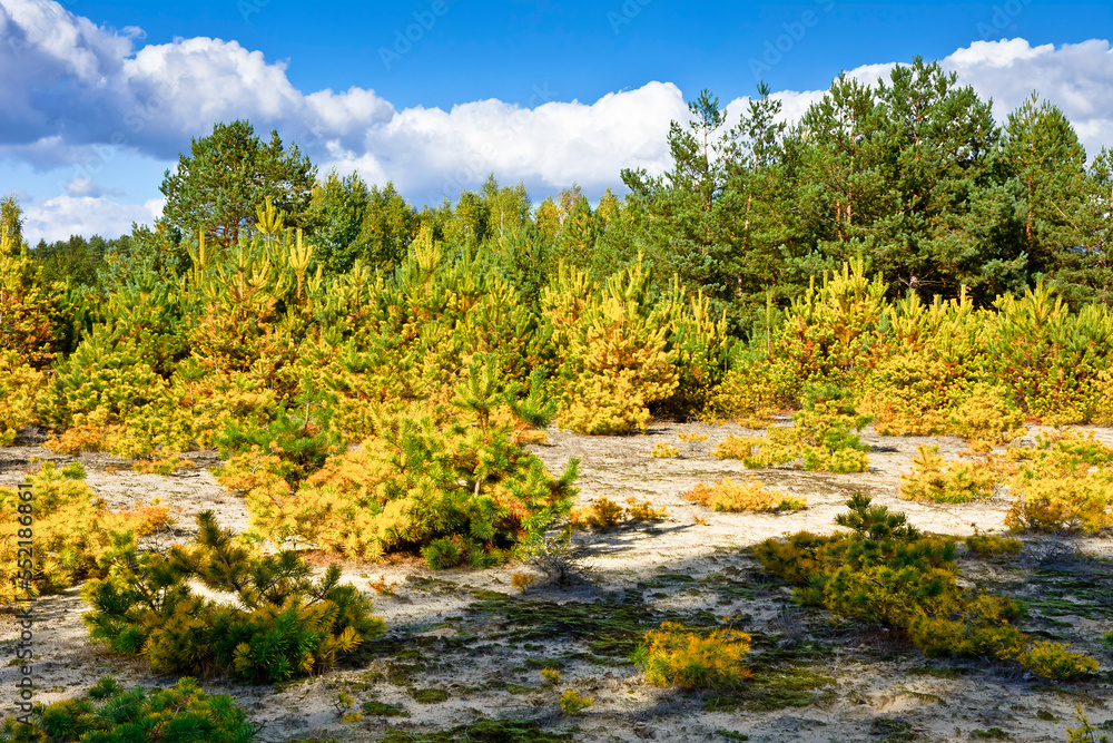 Landscape with yellow and green trees Landscape with yellow and green trees