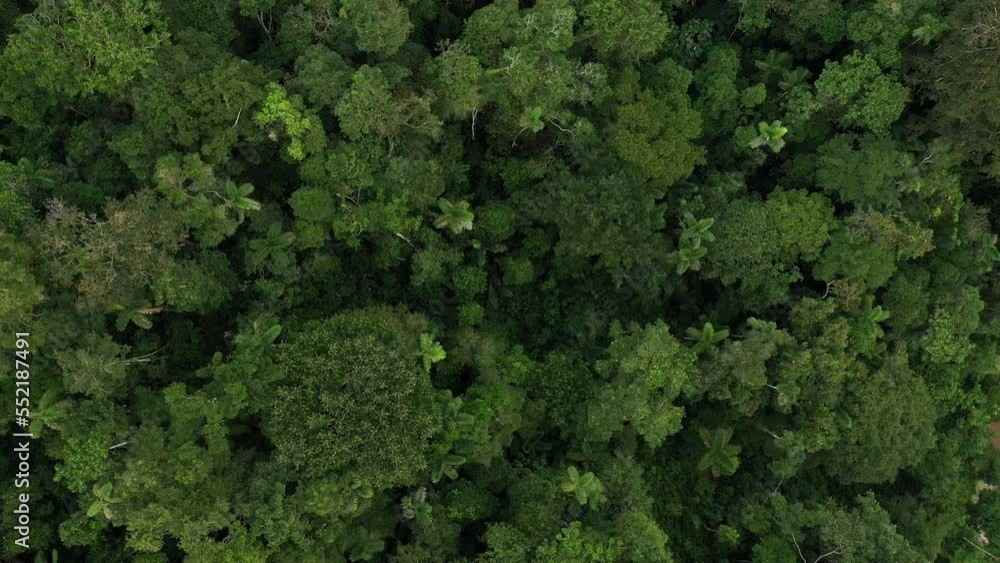Aerial top down view of a tropical forest in Ecuador, showing a rich biodiversity of trees present in rainforest: moving over the tree canopy at a slow pace Aerial top down view of a tropical forest in Ecuador, showing a rich biodiversity of trees present in rainforest: moving over the tree canopy at a slow pace