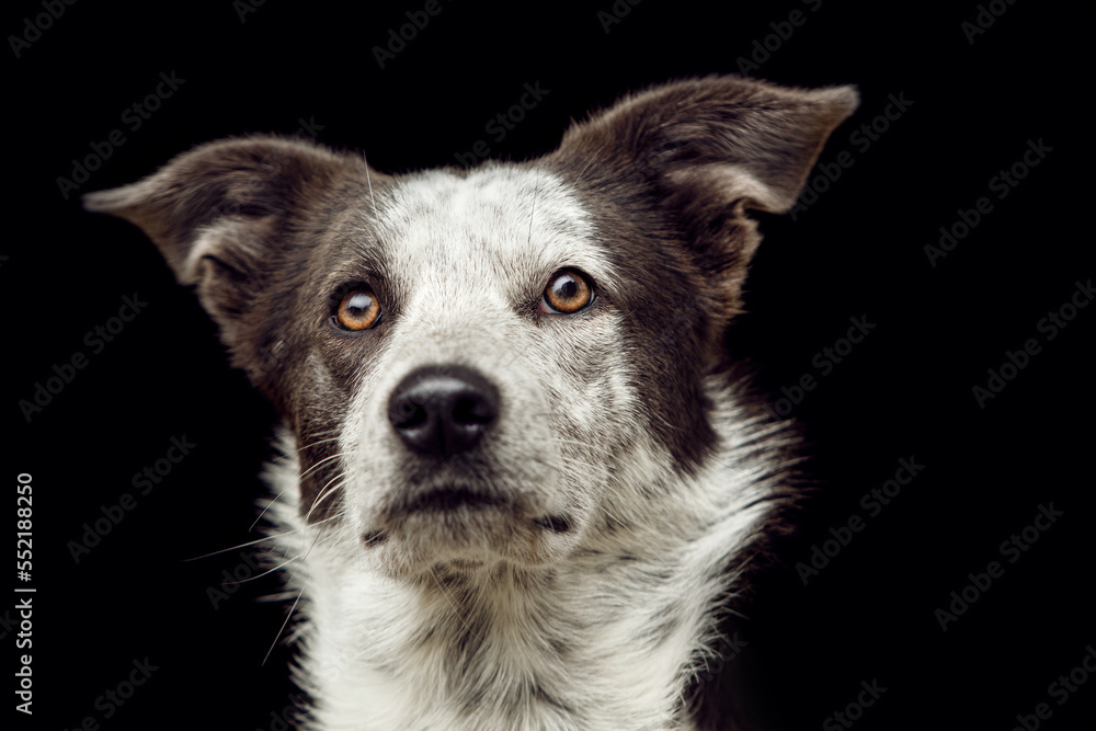 Elegant head portrait of a brown and white crossbreed mongrel dog in front of black background