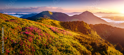Breathtaking summer scene with blooming hills in the morning. Carpathian mountains, Ukraine.