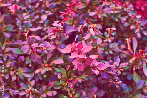 Decorative shrub Berberys Thunberga with red foliage. Leaves Barberry thunberga natural natural background.