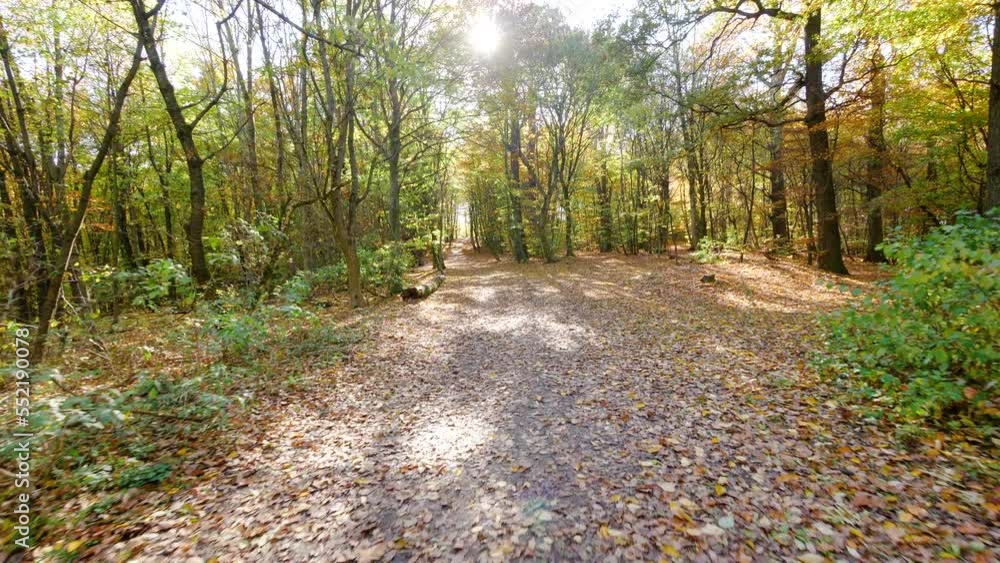 Camera moving through a forest in autumn at daytime and sunshine Camera moving through a forest in autumn at daytime and sunshine