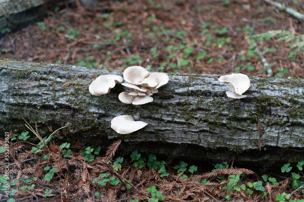 Fototapeta premium Chaparral Mushrooms on Tree Trunk