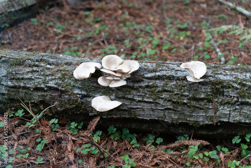 Chaparral Mushrooms on Tree Trunk