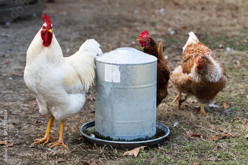 Chickens at Sweet Creek Farm Market in Pike Road, Alabama