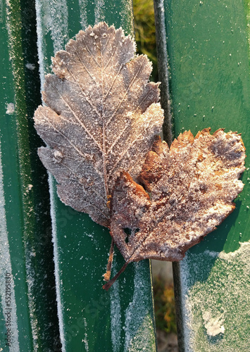 frosty leaves