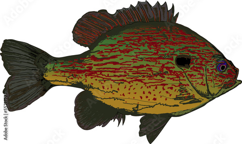 Bream Fish, Crappie, Bluegill