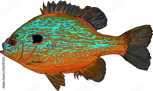 Pumpkinseed Fish , sunfish, bream