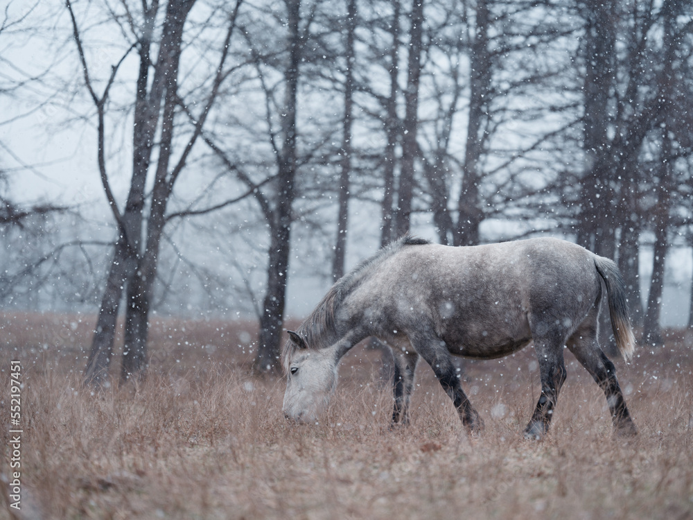 Fototapeta premium 冬の道産子