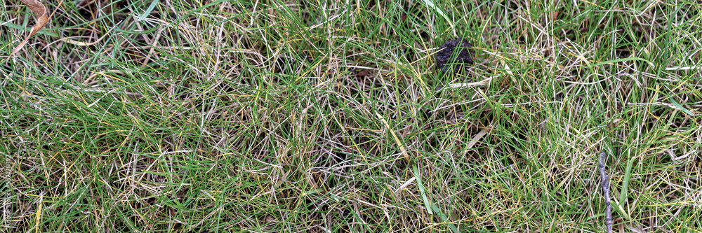 Ground texture with green grass. Grass on the lawn. Wide panoramic texture for background and design. Ground texture with green grass. Grass on the lawn. Wide panoramic texture for background and design.