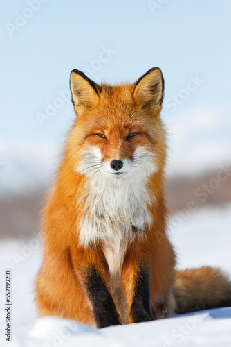 Fotografie The red fox sits on the snow in the tundra