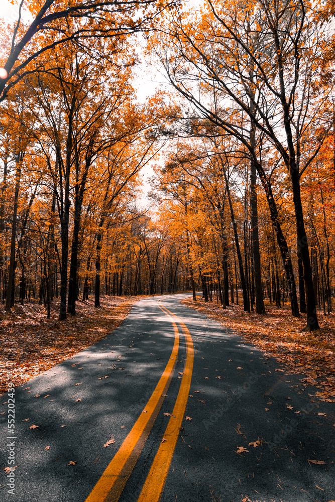 road in autumn