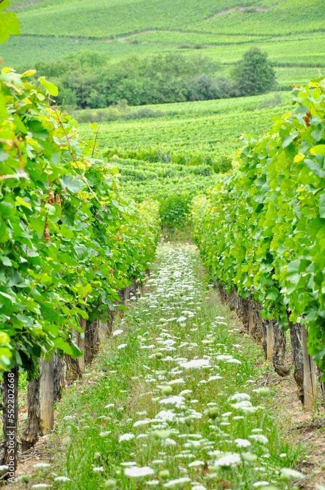 Naklejka premium Vineyard in the Alsace 