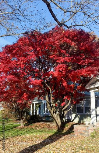 Fall Japanese red maple in residential neighborhood.