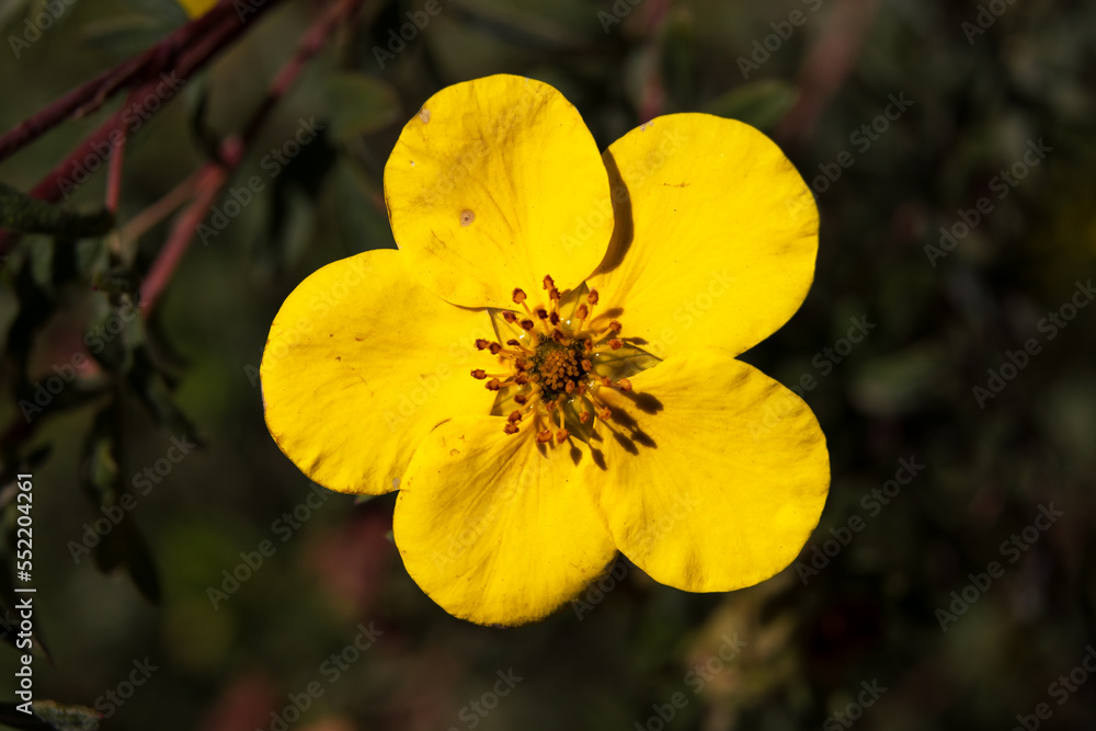 Obraz premium flor amarilla 