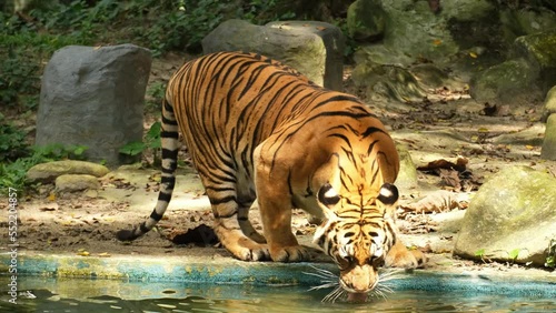 A handheld footage and following Malayan Tiger drinking and entering the water in its own habitat. Another tiger species near to extinction.