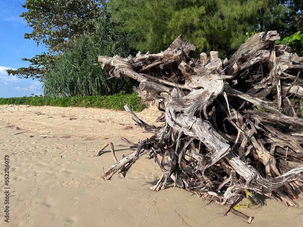 Fallen tree after storm on the beach, sea Fallen tree after storm on the beach, sea