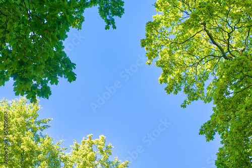 Tree branches and blue sky  view from below. Bottom view on the crown of beech trees.