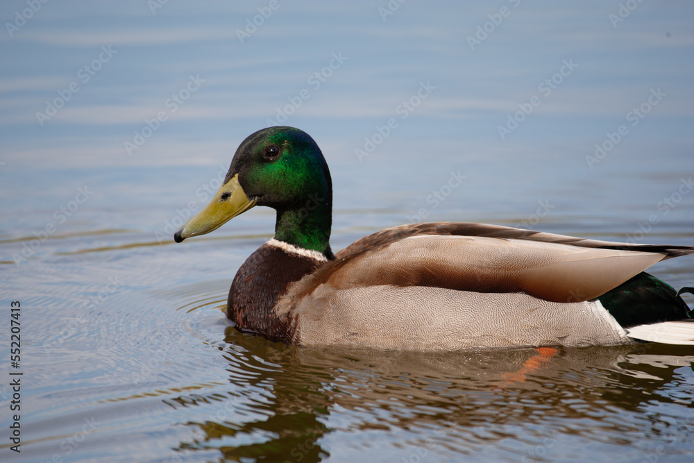 Fototapeta premium wild duck swims in the lake