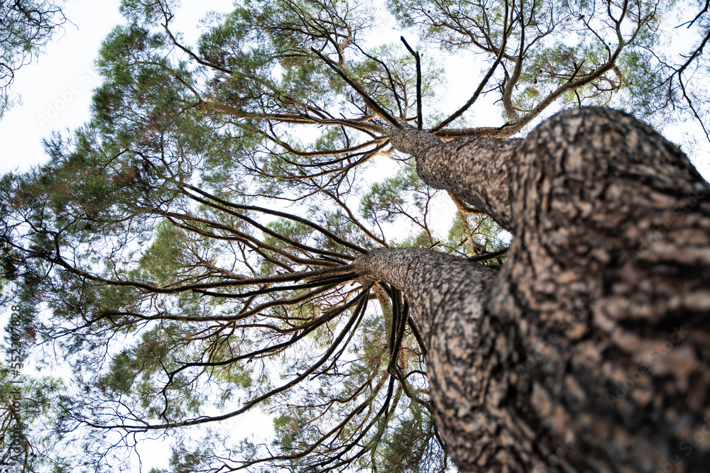 Fototapeta premium big trees in the forest