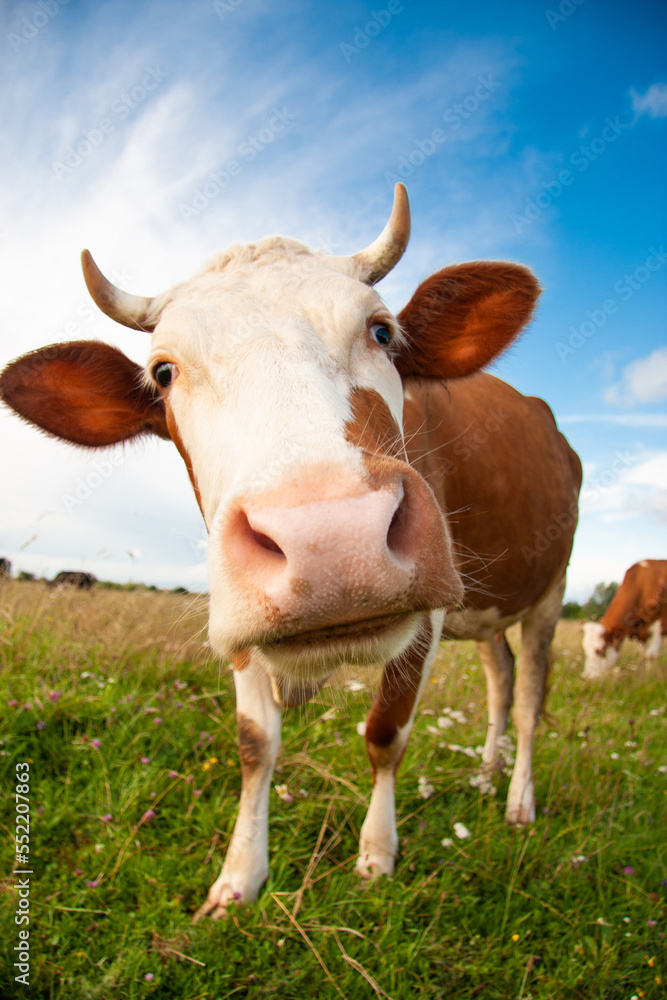 a funny cow with a big head