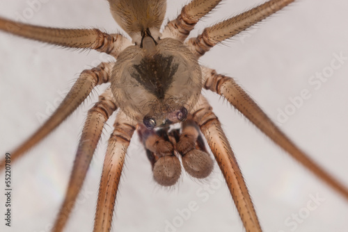 close up spider, macro photography