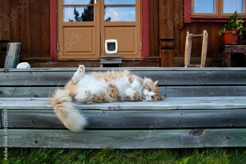 white cat on the porch