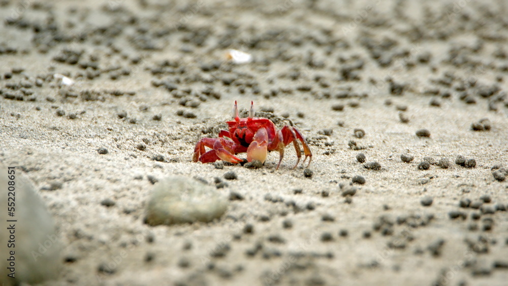 Sally Lightfoot crab on the beach in Canoa, Ecuador Sally Lightfoot crab on the beach in Canoa, Ecuador