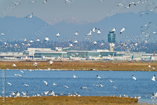 Snowgeese Landing near the Vancouver Airport. A flock of Snow Geese landing near the Vancouver International Airport YVR.

 photo