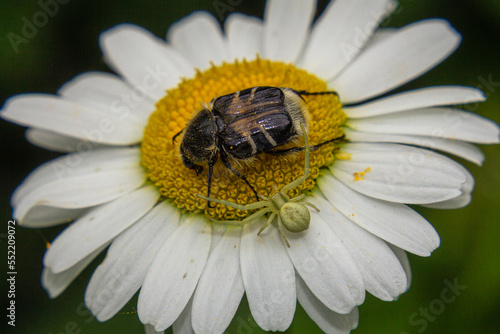 Trichiotinus Piger, hairy flower chafer, bee-like flower scarab, or chafer beetle about to get attacked by a flower crab spider.