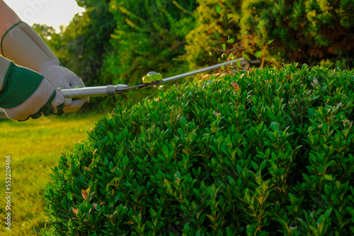 Wallpaper Mural pruning with garden shears.Shearing and shaping boxwood. Tool for plant formation concept. Topiary pruning.Garden shears in male hands cutting a boxwood.Round shape of boxwood. Torontodigital.ca