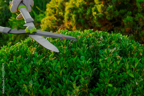 pruning boxwood with garden shears.Shearing and shaping boxwood. Tool for plant formation concept. Topiary pruning.Garden shears in male hands cutting a boxwood.Round shape of boxwood. photo