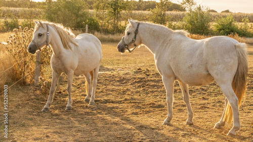 Fototapeta Naklejka Na Ścianę i Meble -  Breeding and raising horses.pair of white horses with white manes.White horse on a sunny windy day in a paddock.Farm animals.horse walks in a street paddock. Animal husbandry and agriculture concept