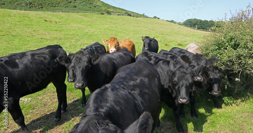 Cattle eating silage grass through a gate in a shed at a farm photo