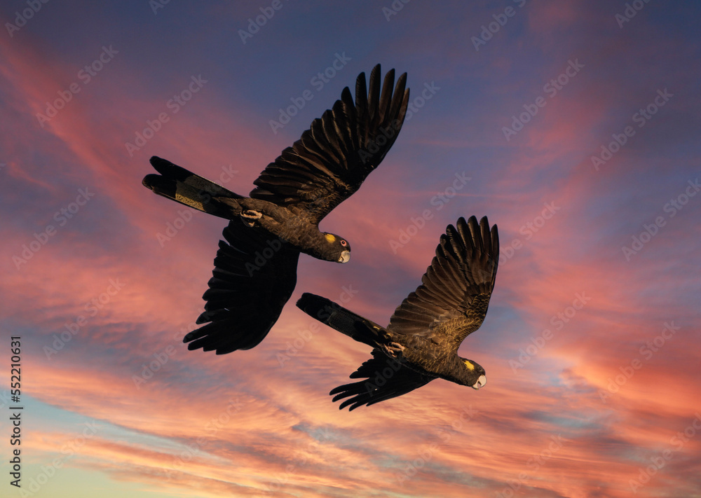 Fototapeta premium Flock of yellow tailed black cockatoos on the north coast of New South Wales, Australia.