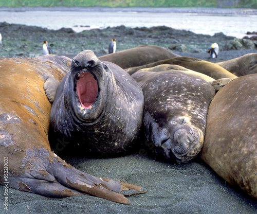 Elephant seals on Macquarie island in the Southern ocean .