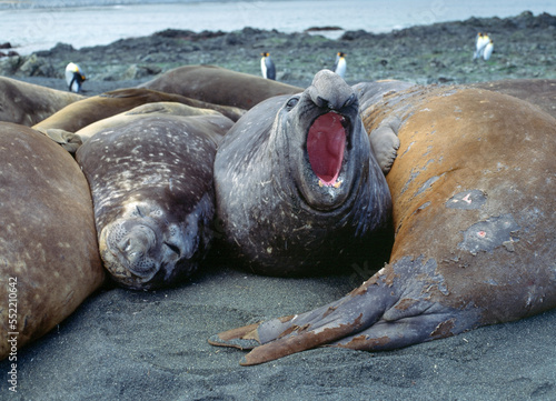 Elephant seals on Macquarie island in the Southern ocean .