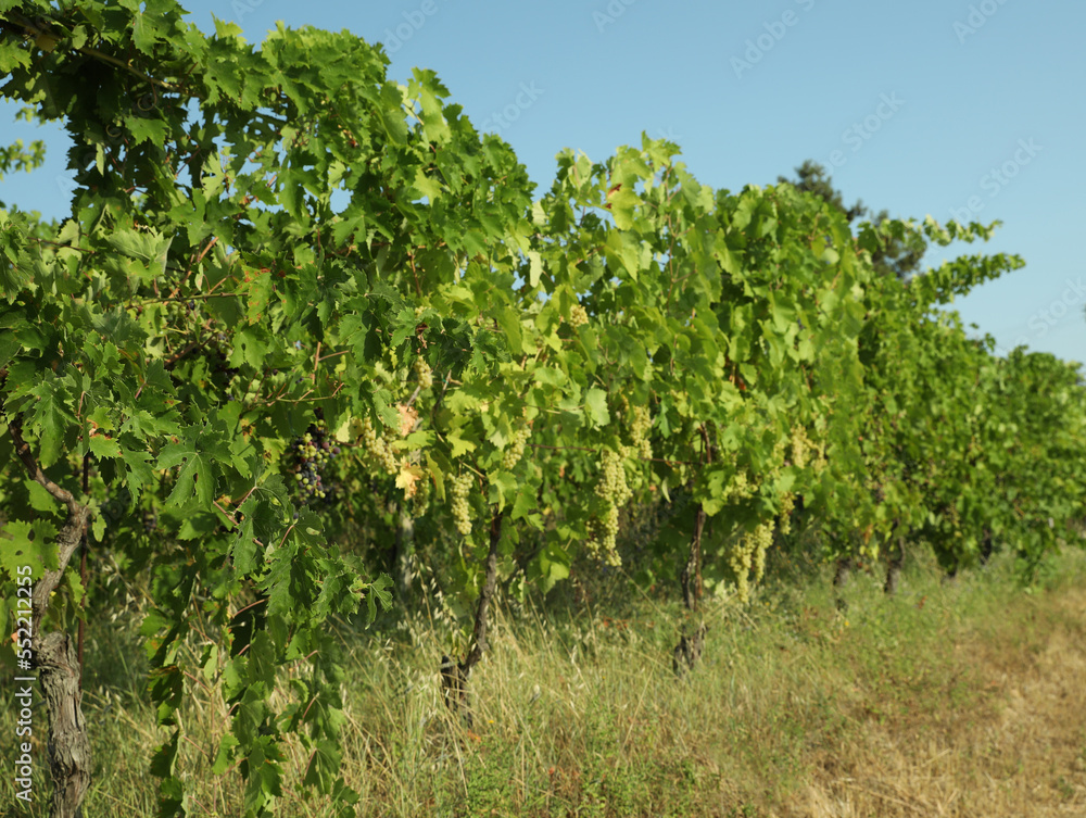 View of vineyard rows with fresh grapes on sunny day