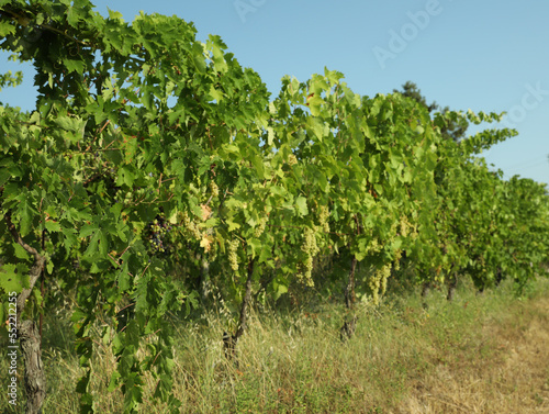 View of vineyard rows with fresh grapes on sunny day © New Africa