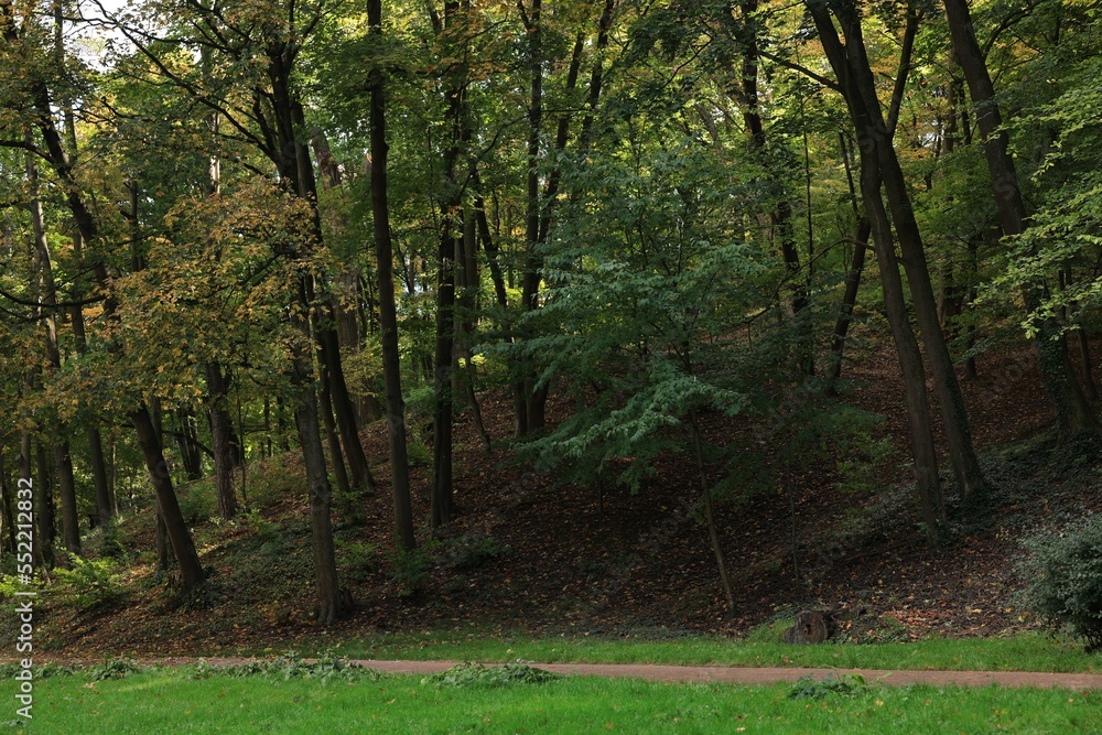 Naklejka premium Pathway, green grass and trees in beautiful public city park on autumn day