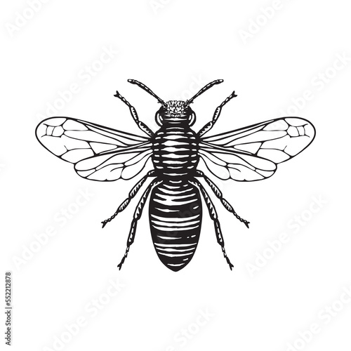 Illustration of a Honey bee in a vintage woodcut style. 