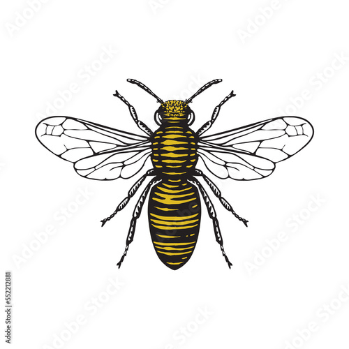 Illustration of a Honey bee in a vintage woodcut style.  Yellow colour is isolated on a seperate layer for easy of editing. 