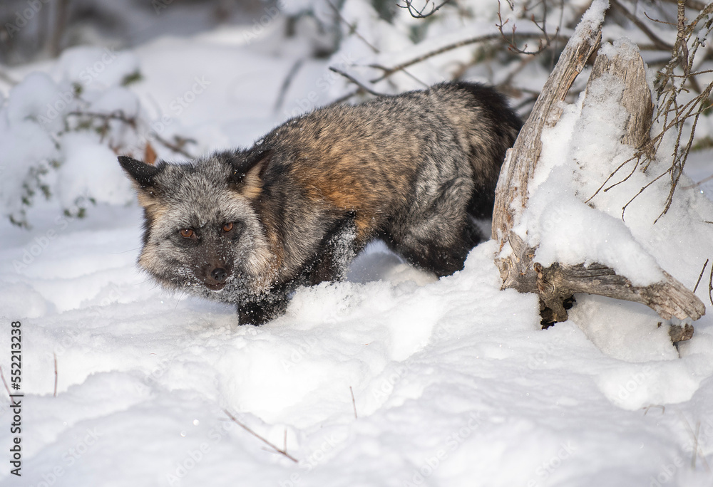 Cross Fox in Winter Cross Fox in Winter