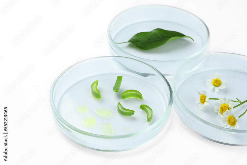 Petri dishes with different plants on white background, closeup Petri dishes with different plants on white background, closeup