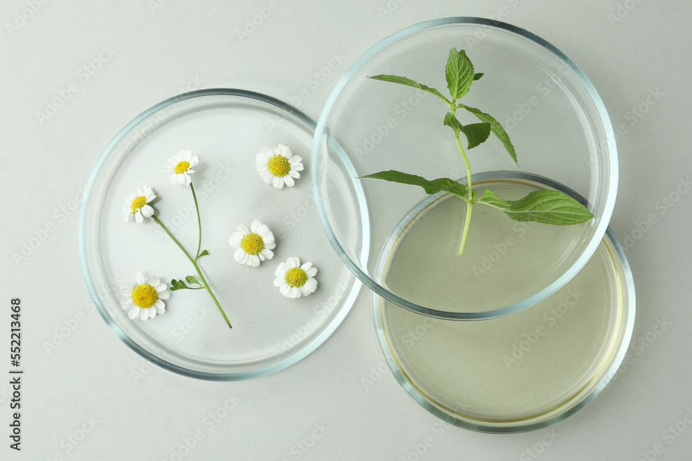 Flat lay composition with Petri dishes and plants on light grey background Flat lay composition with Petri dishes and plants on light grey background