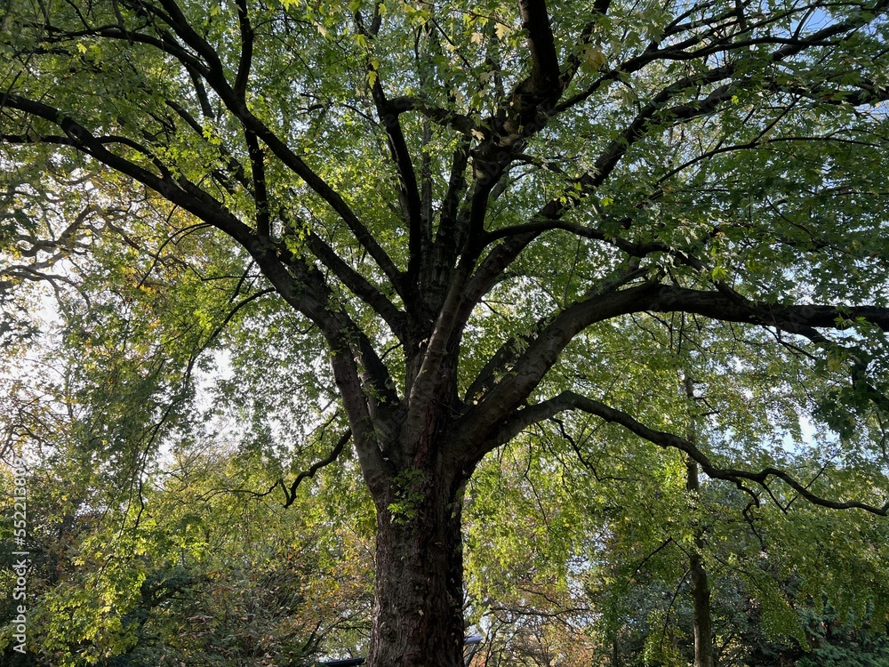 Beautiful view of trees in autumn park Beautiful view of trees in autumn park