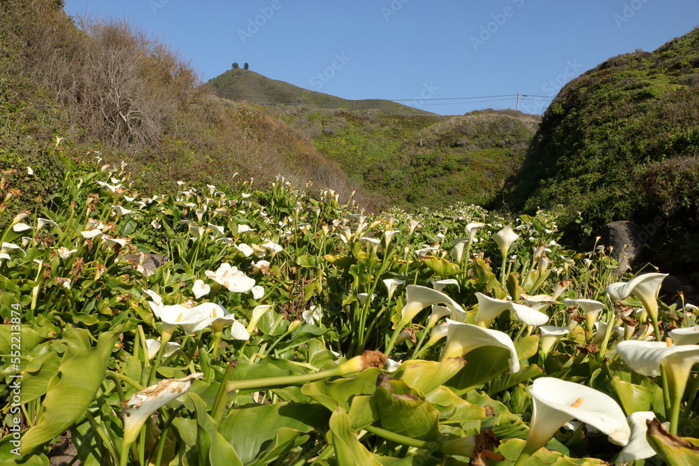 Foto de The Calla Lily valley blooming with Calla Lilies in Big Sur