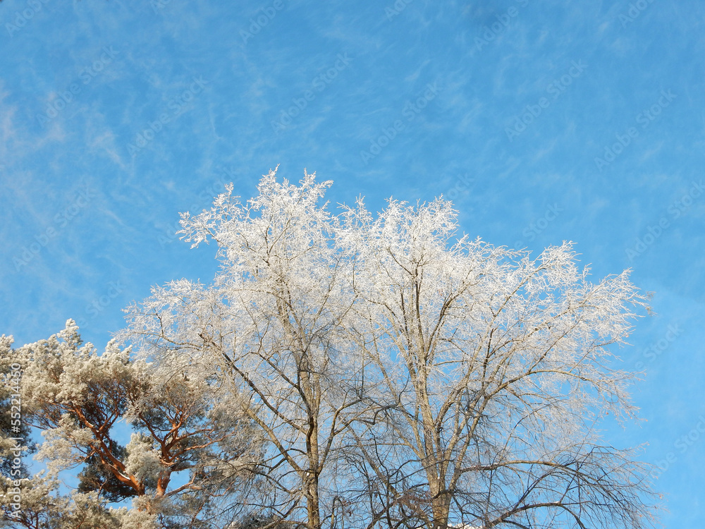winter snow covered trees against the blue sky, copy space winter snow covered trees against the blue sky, copy space